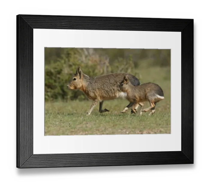 Framed Print : Patagonian Mara (Dolichotis patagonum) adult with juvenile, running, Valdes Peninsula, Chubut, Argentina, october Framed Print : Patagonian Mara (Dolichotis patagonum) adult with juvenile, running, Valdes Peninsula, Chubut, Argentina, october