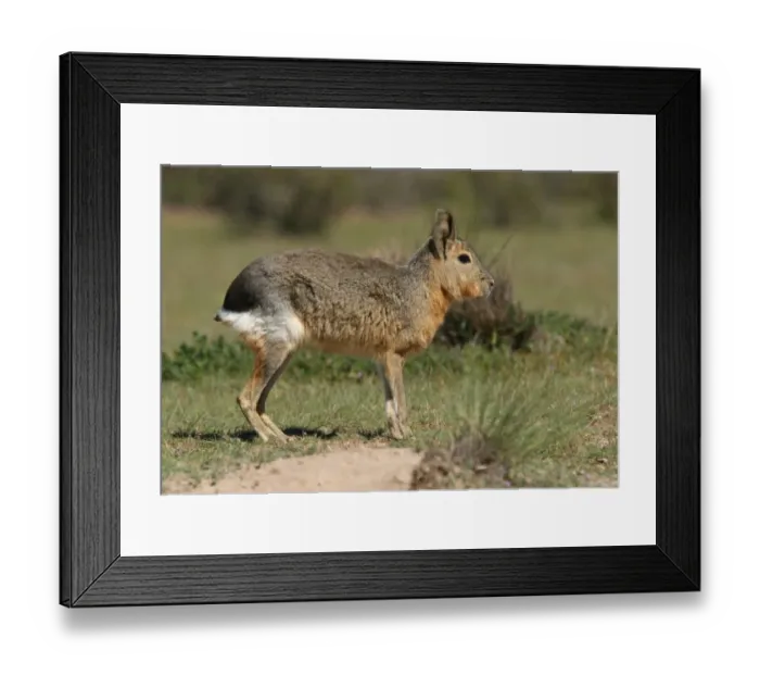 Framed Print : Patagonian Mara (Dolichotis patagonum) adult, standing, Valdes Peninsula, Chubut, Argentina, october Framed Print : Patagonian Mara (Dolichotis patagonum) adult, standing, Valdes Peninsula, Chubut, Argentina, october