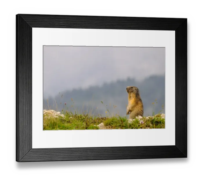 Framed Print : Alpine Marmot (Marmota marmota) adult, sitting on lookout, Italian Alps, Italy, august Framed Print : Alpine Marmot (Marmota marmota) adult, sitting on lookout, Italian Alps, Italy, august
