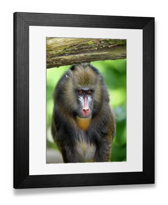 Framed Print : Mandrill (Mandrillus sphinx) adult female, close-up of head (captive) Framed Print : Mandrill (Mandrillus sphinx) adult female, close-up of head (captive)