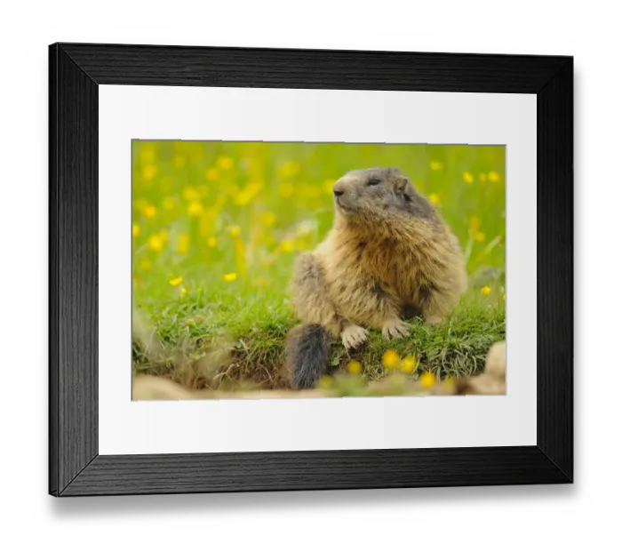 Framed Print : Alpine Marmot (Marmota marmota) adult, sitting amongst wildflowers, Italian Alps, Italy, june Framed Print : Alpine Marmot (Marmota marmota) adult, sitting amongst wildflowers, Italian Alps, Italy, june
