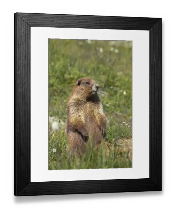 Framed Print : Olympic Marmot (Marmota olympus) adult, alert, standing on lookout in subalpine meadow, Olympic N. P. Washington State, U. S. A Framed Print : Olympic Marmot (Marmota olympus) adult, alert, standing on lookout in subalpine meadow, Olympic N. P. Washington State, U. S. A