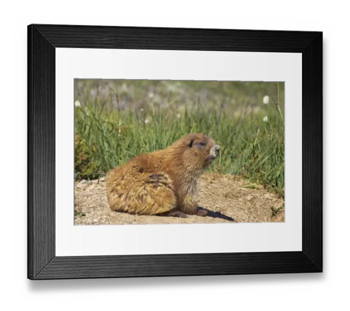 Framed Print : Olympic Marmot (Marmota olympus) adult, sitting in subalpine meadow, Olympic N. P. Washington State, U. S. A Framed Print : Olympic Marmot (Marmota olympus) adult, sitting in subalpine meadow, Olympic N. P. Washington State, U. S. A