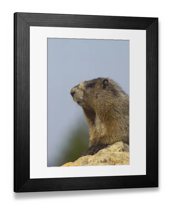 Framed Print : Hoary Marmot (Marmota caligata) adult, close-up of head and front legs, on lookout from rock, Mount Rainier N. P. Washington State, U. S. A Framed Print : Hoary Marmot (Marmota caligata) adult, close-up of head and front legs, on lookout from rock, Mount Rainier N. P. Washington State, U. S. A