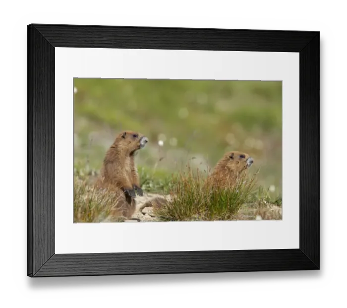 Framed Print : Olympic Marmot (Marmota olympus) adult pair, alert, standing on lookout at burrow entrance, Olympic N. P. Washington State, U. S. A Framed Print : Olympic Marmot (Marmota olympus) adult pair, alert, standing on lookout at burrow entrance, Olympic N. P. Washington State, U. S. A