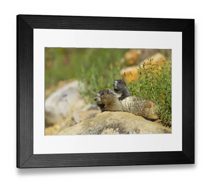 Framed Print : Hoary Marmot (Marmota caligata) adult and young, resting on rock near burrow, Mount Rainier N. P. Washington State, U. S. A