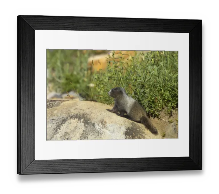 Framed Print : Hoary Marmot (Marmota caligata) young, standing on rock near burrow, Mount Rainier N. P. Washington State, U. S. A Framed Print : Hoary Marmot (Marmota caligata) young, standing on rock near burrow, Mount Rainier N. P. Washington State, U. S. A