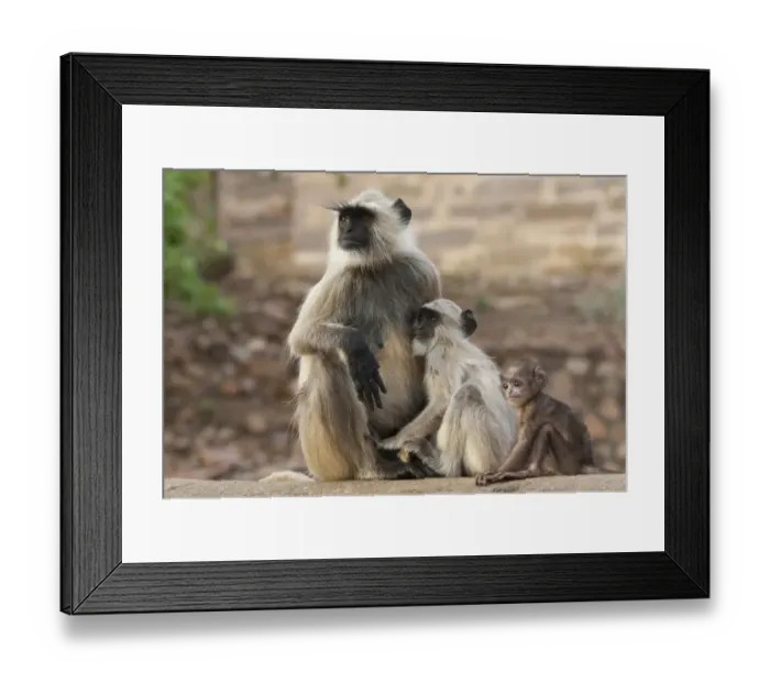 Framed Print : Common Langur (Semnopithecus entellus) adult female with baby and suckling juvenile, India Framed Print : Common Langur (Semnopithecus entellus) adult female with baby and suckling juvenile, India