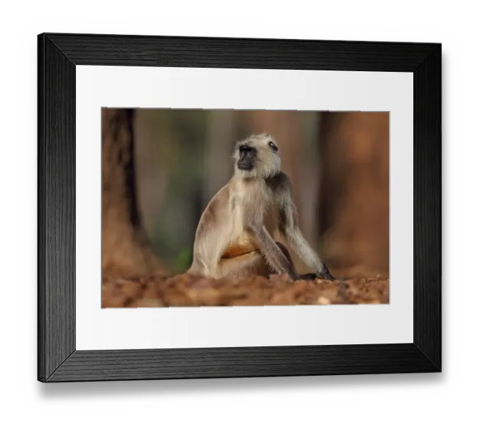Framed Print : Northern Plains Grey Langur (Semnopithecus entellus) adult, sitting on ground, India, november Framed Print : Northern Plains Grey Langur (Semnopithecus entellus) adult, sitting on ground, India, november