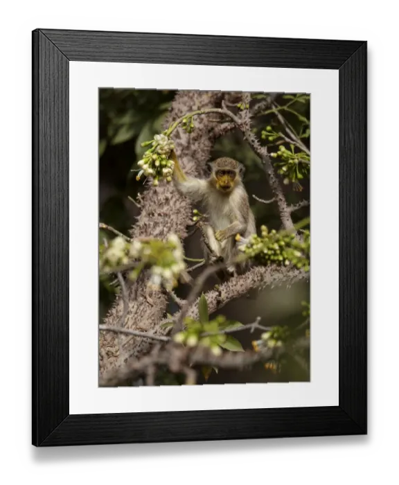 Framed Print : Callithrix Monkey (Cercopithecus sabaeus) young, with pollen on face, feeding on ceiba tree flowers, Niokolo-Koba, Senegal, february Framed Print : Callithrix Monkey (Cercopithecus sabaeus) young, with pollen on face, feeding on ceiba tree flowers, Niokolo-Koba, Senegal, february
