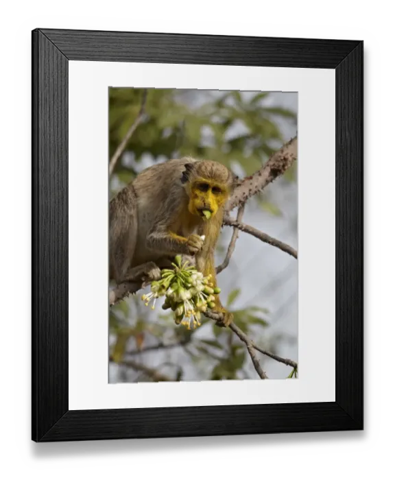 Framed Print : Callithrix Monkey (Cercopithecus sabaeus) adult, with pollen on face, feeding on ceiba tree flowers, Niokolo-Koba, Senegal, february