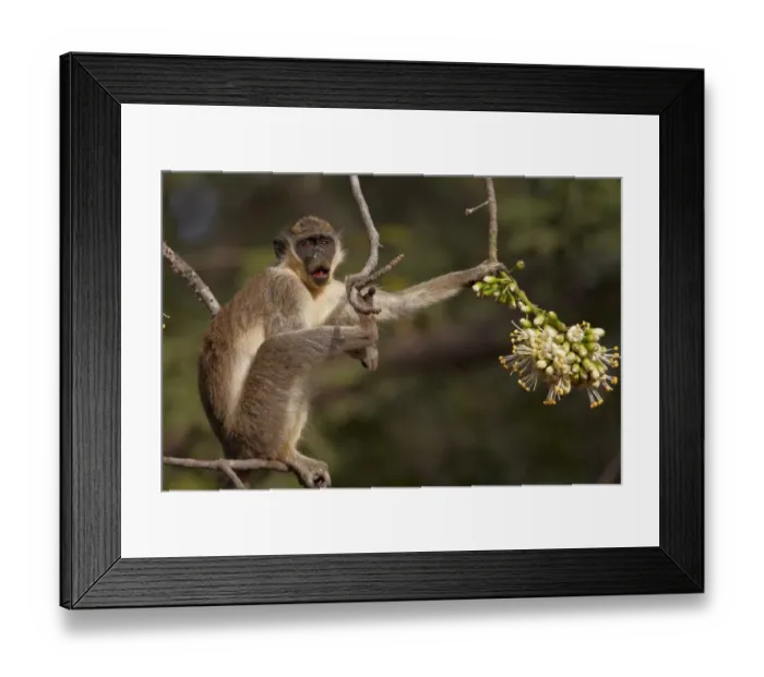 Framed Print : Callithrix Monkey (Cercopithecus sabaeus) adult, feeding on ceiba tree flowers, Niokolo-Koba, Senegal, february Framed Print : Callithrix Monkey (Cercopithecus sabaeus) adult, feeding on ceiba tree flowers, Niokolo-Koba, Senegal, february