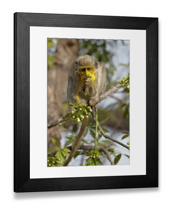 Framed Print : Callithrix Monkey (Cercopithecus sabaeus) adult female, with pollen on face, feeding on ceiba tree flowers, Niokolo-Koba, Senegal, february