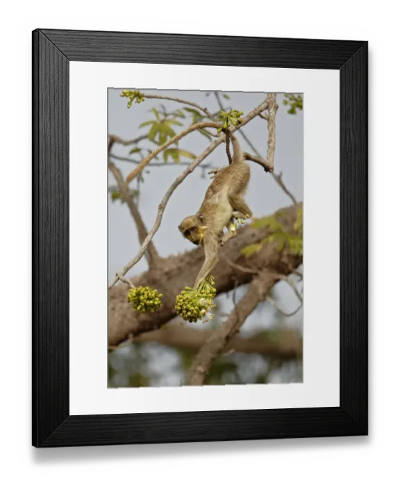 Framed Print : Callithrix Monkey (Cercopithecus sabaeus) young, with pollen on face, feeding on ceiba tree flowers, Niokolo-Koba, Senegal, february Framed Print : Callithrix Monkey (Cercopithecus sabaeus) young, with pollen on face, feeding on ceiba tree flowers, Niokolo-Koba, Senegal, february