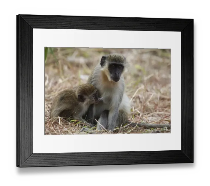 Framed Print : Callithrix Monkey (Cercopithecus sabaeus) adult female with young, suckling, Gambia, january Framed Print : Callithrix Monkey (Cercopithecus sabaeus) adult female with young, suckling, Gambia, january