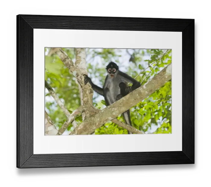 Framed Print : Black-handed Spider Monkey (Ateles geoffroyi) adult, sitting on branch in lowland tropical forest, Tikal N. P. Peten, Guatemala Framed Print : Black-handed Spider Monkey (Ateles geoffroyi) adult, sitting on branch in lowland tropical forest, Tikal N. P. Peten, Guatemala