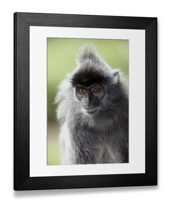 Framed Print : Silvered Leaf Monkey (Trachypithecus cristatus) adult, close-up of head, Labuk Bay, Sabah, Borneo, Malaysia Framed Print : Silvered Leaf Monkey (Trachypithecus cristatus) adult, close-up of head, Labuk Bay, Sabah, Borneo, Malaysia