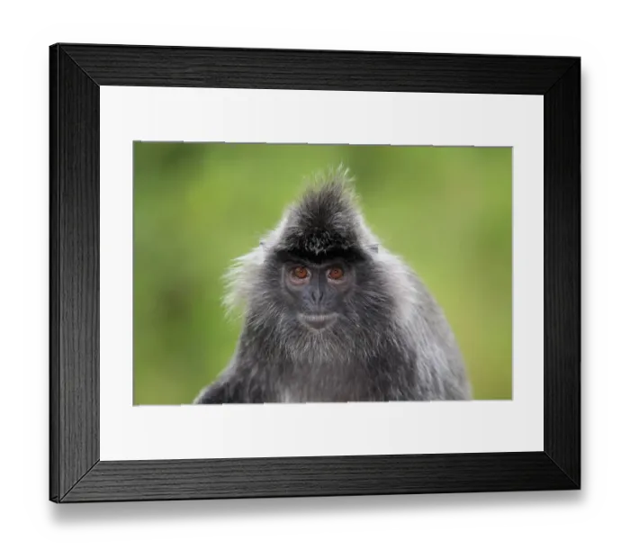Framed Print : Silvered Leaf Monkey (Trachypithecus cristatus) adult, close-up of head, Labuk Bay, Sabah, Borneo, Malaysia Framed Print : Silvered Leaf Monkey (Trachypithecus cristatus) adult, close-up of head, Labuk Bay, Sabah, Borneo, Malaysia