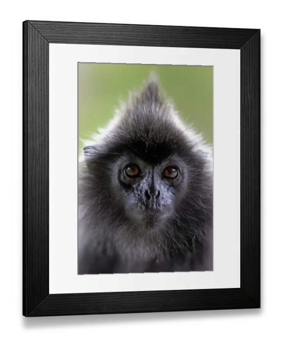 Framed Print : Silvered Leaf Monkey (Trachypithecus cristatus) adult, close-up of head, Labuk Bay, Sabah, Borneo, Malaysia Framed Print : Silvered Leaf Monkey (Trachypithecus cristatus) adult, close-up of head, Labuk Bay, Sabah, Borneo, Malaysia