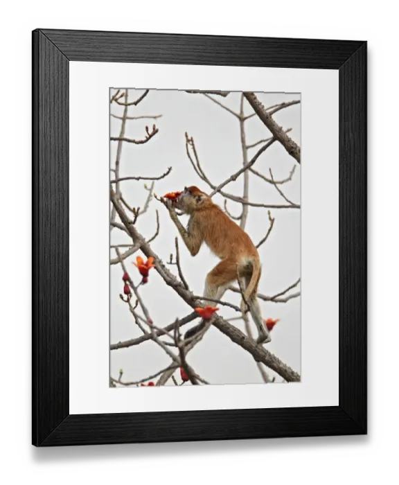 Framed Print : Patas Monkey (Eythrocebus patas) adult, feeding on ceiba tree flowers, Senegal, january Framed Print : Patas Monkey (Eythrocebus patas) adult, feeding on ceiba tree flowers, Senegal, january