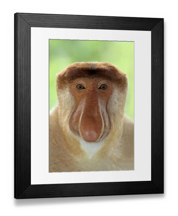 Framed Print : Proboscis Monkey (Nasalis larvatus) adult male, close-up of head, Labuk Bay, Sabah, Borneo, Malaysia Framed Print : Proboscis Monkey (Nasalis larvatus) adult male, close-up of head, Labuk Bay, Sabah, Borneo, Malaysia