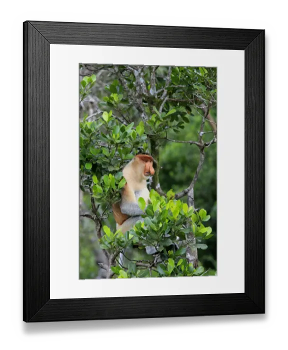 Framed Print : Proboscis Monkey (Nasalis larvatus) adult male, sitting in tree, Labuk Bay, Sabah, Borneo, Malaysia Framed Print : Proboscis Monkey (Nasalis larvatus) adult male, sitting in tree, Labuk Bay, Sabah, Borneo, Malaysia