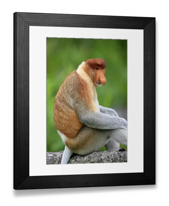 Framed Print : Proboscis Monkey (Nasalis larvatus) adult male, sitting on branch, Labuk Bay, Sabah, Borneo, Malaysia Framed Print : Proboscis Monkey (Nasalis larvatus) adult male, sitting on branch, Labuk Bay, Sabah, Borneo, Malaysia