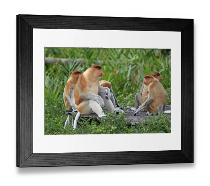 Framed Print : Proboscis Monkey (Nasalis larvatus) adult and immature males, group feeding at food platform, Labuk Bay, Sabah, Borneo, Malaysia Framed Print : Proboscis Monkey (Nasalis larvatus) adult and immature males, group feeding at food platform, Labuk Bay, Sabah, Borneo, Malaysia