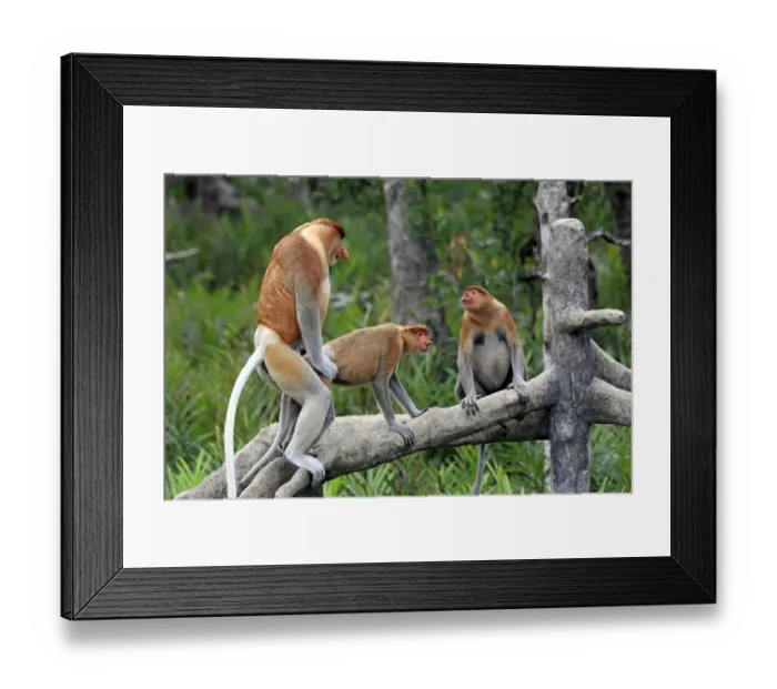 Framed Print : Proboscis Monkey (Nasalis larvatus) adult pair, mating on branch, with another female sitting nearby, Labuk Bay, Sabah, Borneo, Malaysia Framed Print : Proboscis Monkey (Nasalis larvatus) adult pair, mating on branch, with another female sitting nearby, Labuk Bay, Sabah, Borneo, Malaysia