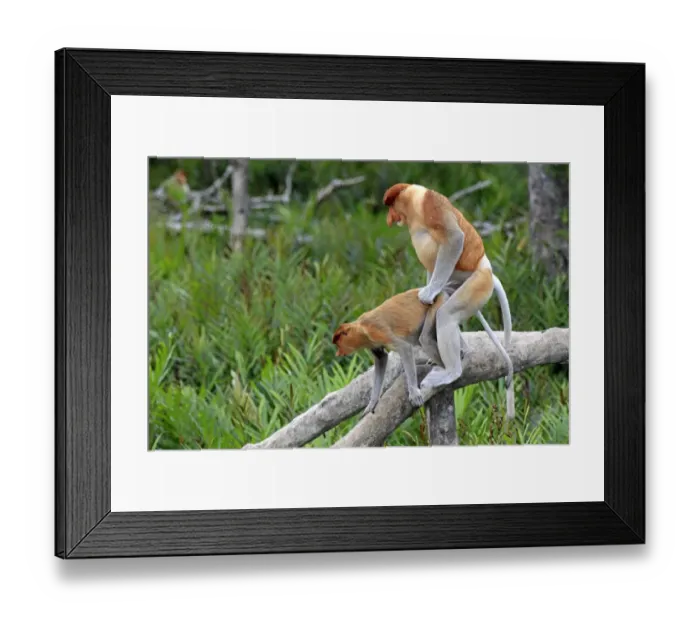 Framed Print : Proboscis Monkey (Nasalis larvatus) adult pair, mating on branch, Labuk Bay, Sabah, Borneo, Malaysia Framed Print : Proboscis Monkey (Nasalis larvatus) adult pair, mating on branch, Labuk Bay, Sabah, Borneo, Malaysia