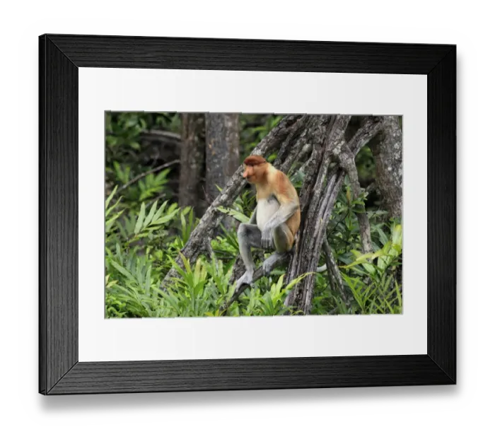 Framed Print : Proboscis Monkey (Nasalis larvatus) adult male, sitting in tree, Labuk Bay, Sabah, Borneo, Malaysia Framed Print : Proboscis Monkey (Nasalis larvatus) adult male, sitting in tree, Labuk Bay, Sabah, Borneo, Malaysia