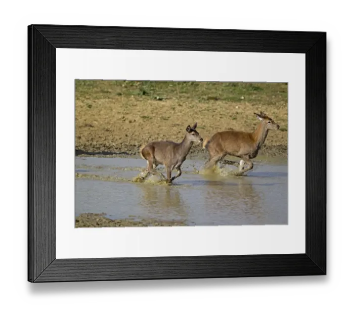 Framed Print : Red Deer (Cervus elaphus) two calves, running through water, during rutting season, Minsmere RSPB Reserve, Suffolk, England, october
