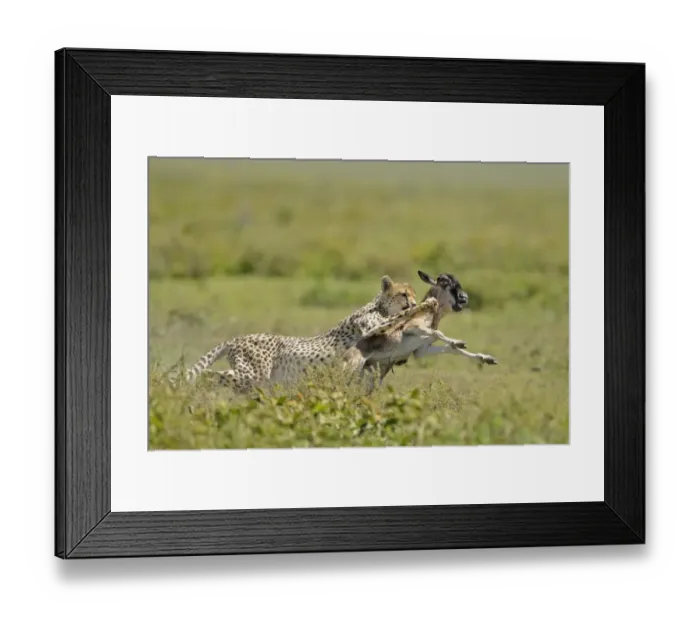 Framed Print : Cheetah (Acinonyx jubatus) adult female, hunting, chasing Blue Wildebeest (Connochaetus taurinus) calf, Serengeti N. P. Tanzania Framed Print : Cheetah (Acinonyx jubatus) adult female, hunting, chasing Blue Wildebeest (Connochaetus taurinus) calf, Serengeti N. P. Tanzania