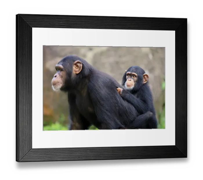 Framed Print : Chimpanzee (Pan troglodytes) adult female with young, riding on back (captive) Framed Print : Chimpanzee (Pan troglodytes) adult female with young, riding on back (captive)