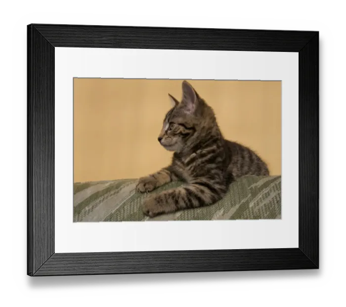 Framed Print : Domestic Cat, male tabby kitten, clawing furniture, Scotland, march Framed Print : Domestic Cat, male tabby kitten, clawing furniture, Scotland, march