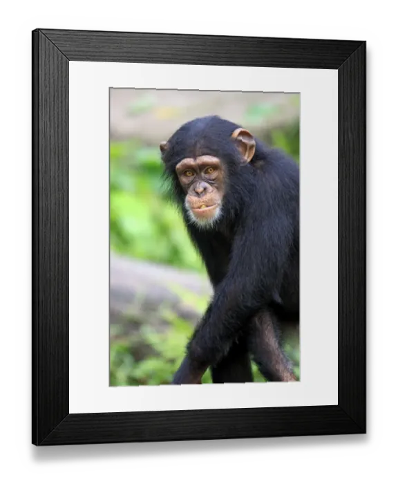 Framed Print : Chimpanzee (Pan troglodytes) young, feeding, close-up of head and arms (captive)
