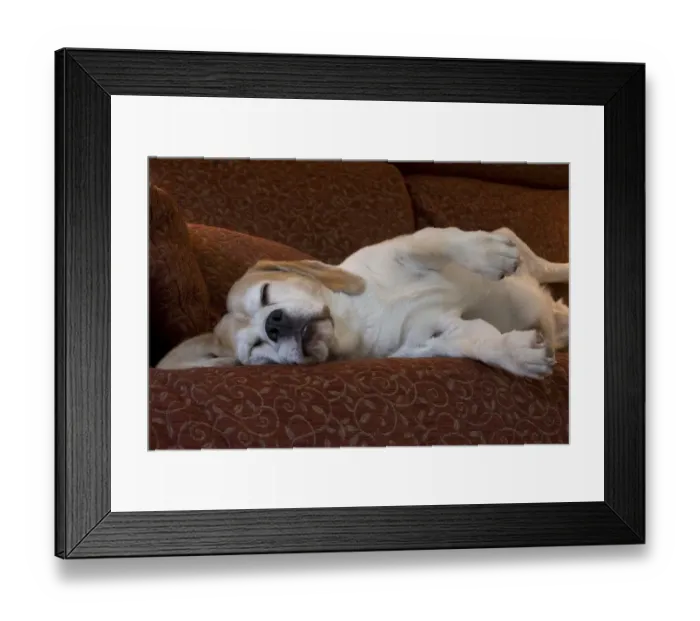 Framed Print : Domestic Dog, Beagle, elderly adult, sleeping on sofa, England