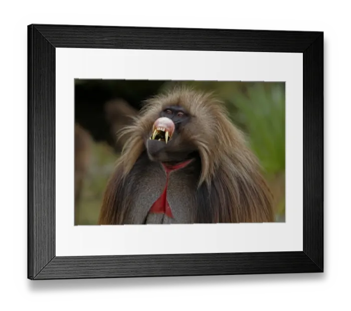Framed Print : Gelada Baboon (Theropithecus gelada) adult male, close-up of head, folding upper lip in lip-flip display, Simien Mountains, Ethiopia Framed Print : Gelada Baboon (Theropithecus gelada) adult male, close-up of head, folding upper lip in lip-flip display, Simien Mountains, Ethiopia