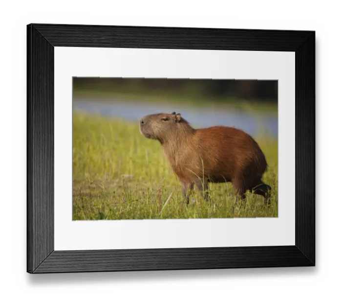Framed Print : Capybara (Hydrochaerus hydrochaeris) adult, standing in evening sunlight, Pantanal, Mato Grosso, Brazil