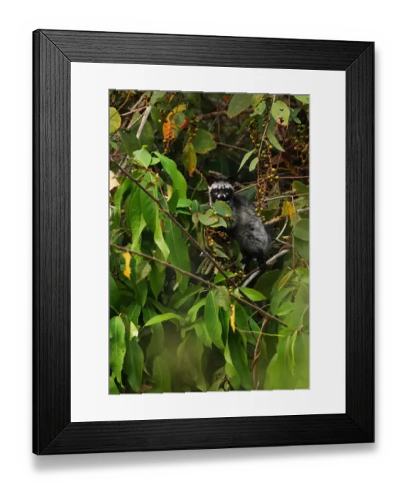 Framed Print : Common Palm Civet (Paradoxurus hermaphroditus) adult, climbing in fruiting tree, Kaeng Krachan N. P. Thailand, february Framed Print : Common Palm Civet (Paradoxurus hermaphroditus) adult, climbing in fruiting tree, Kaeng Krachan N. P. Thailand, february