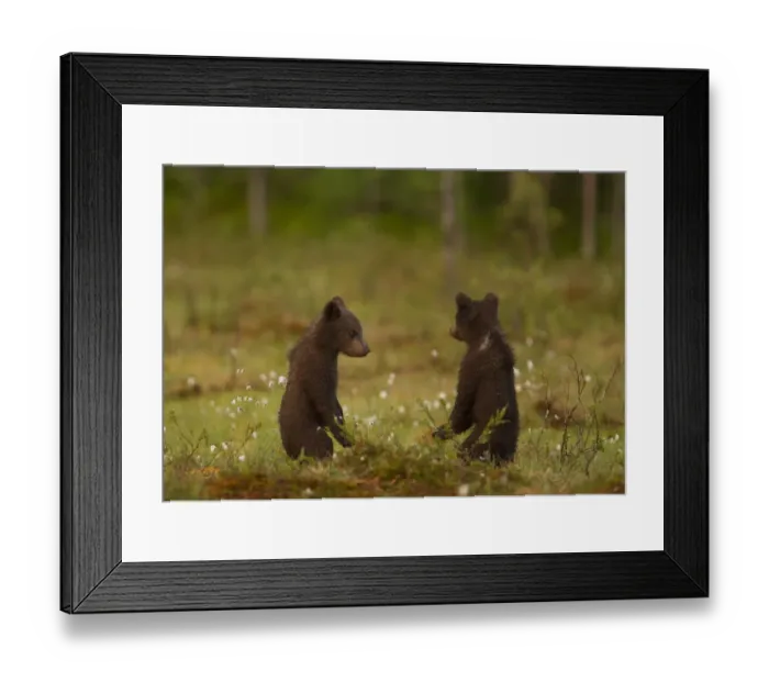 Framed Print : European Brown Bear (Ursus arctos arctos) two six-month old cubs, standing on hind legs, Finland, june Framed Print : European Brown Bear (Ursus arctos arctos) two six-month old cubs, standing on hind legs, Finland, june