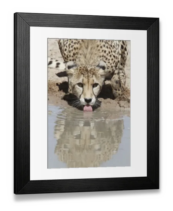 Framed Print : Cheetah (Acinonyx jubatus) adult, drinking at waterhole, Kalahari Gemsbok N. P. Kgalagadi Transfrontier Park, South Africa Framed Print : Cheetah (Acinonyx jubatus) adult, drinking at waterhole, Kalahari Gemsbok N. P. Kgalagadi Transfrontier Park, South Africa