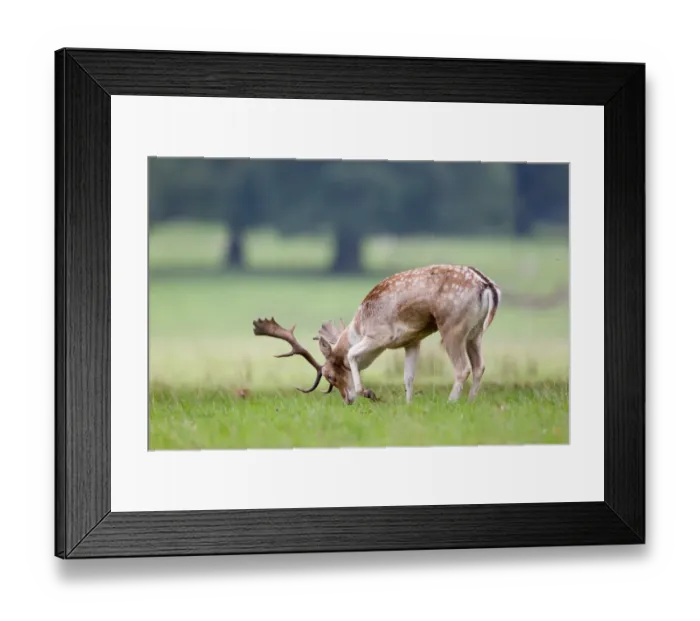 Framed Print : Fallow Deer (Dama dama) buck, pawing ground during rutting season, Suffolk, England, october Framed Print : Fallow Deer (Dama dama) buck, pawing ground during rutting season, Suffolk, England, october