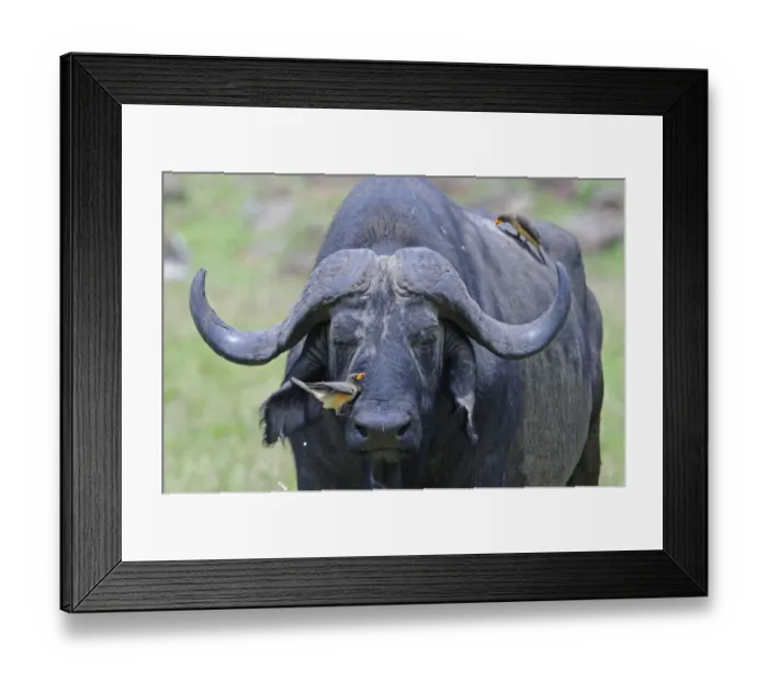 Framed Print : African Buffalo (Syncerus caffer) adult, close-up of head, with Red-billed Oxpeckers (Buphagus erythrorhynchus) foraging, Masai Mara, Kenya Framed Print : African Buffalo (Syncerus caffer) adult, close-up of head, with Red-billed Oxpeckers (Buphagus erythrorhynchus) foraging, Masai Mara, Kenya
