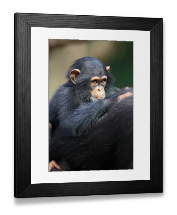 Framed Print : Chimpanzee (Pan troglodytes) adult female with young, riding on back (captive) Framed Print : Chimpanzee (Pan troglodytes) adult female with young, riding on back (captive)
