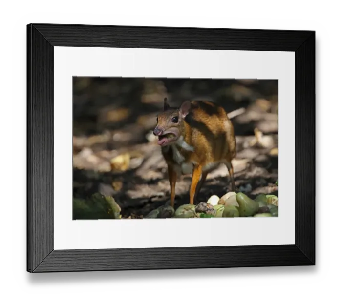 Framed Print : Lesser Mouse-deer (Tragulus kanchil) adult female, feeding on fallen fruit, Kaeng Krachan N. P. Thailand, january
