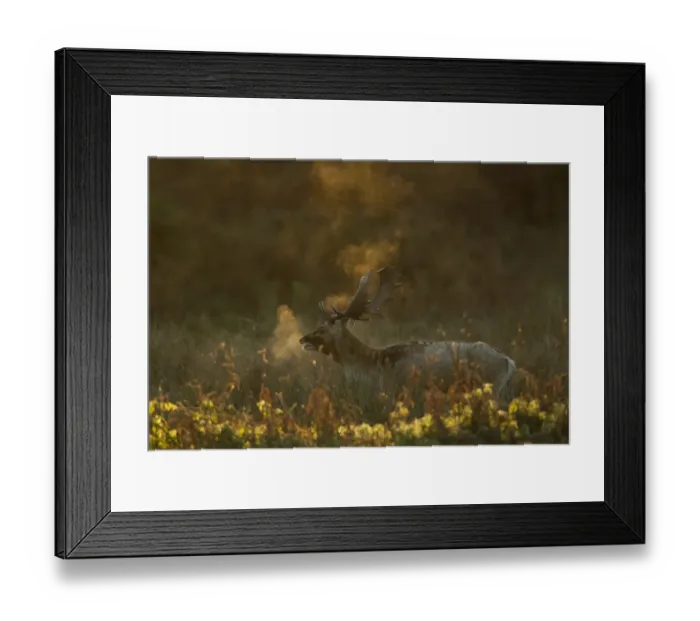 Framed Print : Fallow Deer (Dama dama) buck, calling, breath condensing in in cold air at dawn, during rutting season, Leicestershire, England, november