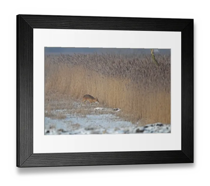 Framed Print : Chinese Water Deer (Hydropotes inermis) introduced species, adult male, walking on snow at edge of reedbed, Strumpshaw Fen RSPB Reserve, River Yare, The Broads, Norfolk, England, december Framed Print : Chinese Water Deer (Hydropotes inermis) introduced species, adult male, walking on snow at edge of reedbed, Strumpshaw Fen RSPB Reserve, River Yare, The Broads, Norfolk, England, december