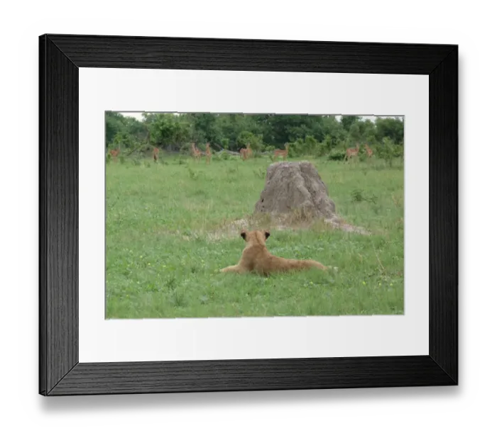 Framed Print : Lion (Panthera leo) immature, resting beside termite mound, watching Impala (Aepyceros melampus) herd, Savute, Chobe N. P. Botswana Framed Print : Lion (Panthera leo) immature, resting beside termite mound, watching Impala (Aepyceros melampus) herd, Savute, Chobe N. P. Botswana