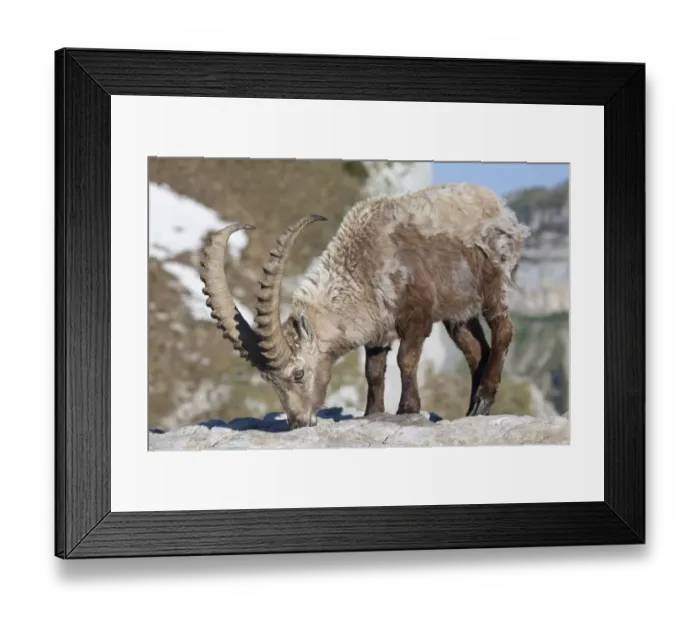 Framed Print : Alpine Ibex (Capra ibex) adult male, moulting coat, feeding on minerals, Niederhorn, Swiss Alps, Bernese Oberland, Switzerland, june